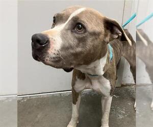 American Pit Bull Terrier Dogs for adoption in Rosenberg, TX, USA