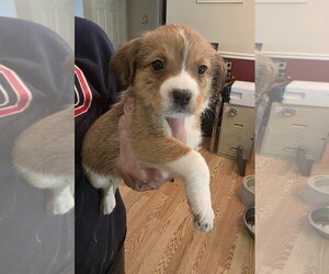 Beagle-Unknown Mix Dogs for adoption in Aurora, IN, USA