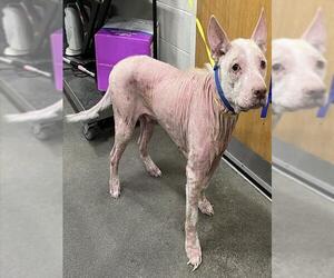 Labrador Retriever-Unknown Mix Dogs for adoption in Forestville, MD, USA