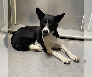 Australian Cattle Dog-Unknown Mix Dogs for adoption in Modesto, CA, USA