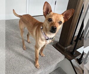 Chihuahua-Unknown Mix Dogs for adoption in Sandy, UT, USA