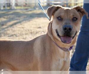 Rhodesian Ridgeback Dogs for adoption in Euless, TX, USA