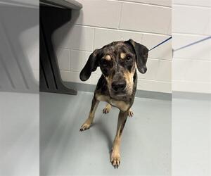Catahoula Leopard Dog-Unknown Mix Dogs for adoption in St. Cloud, FL, USA