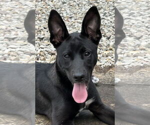 Mutt Dogs for adoption in Rockaway, NJ, USA