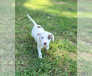 Mutt Dogs for adoption in Holly Springs, NC, USA