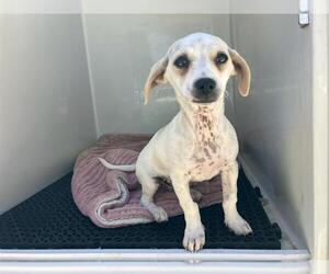 Chihuahua Dogs for adoption in Santa Maria, CA, USA