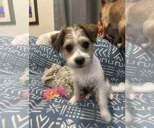 Mutt Dogs for adoption in Katy, TX, USA