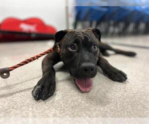 American Pit Bull Terrier Dogs for adoption in Santa Rosa, CA, USA