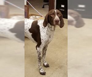 German Shorthaired Pointer Dogs for adoption in Irving, TX, USA