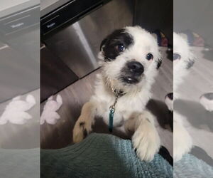 Mutt Dogs for adoption in Grafton, WI, USA