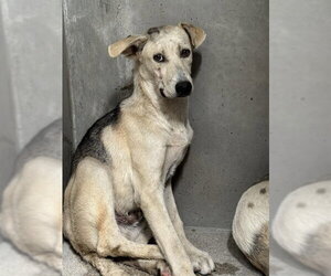 German Shepherd Dog-Unknown Mix Dogs for adoption in San Bernardino, CA, USA