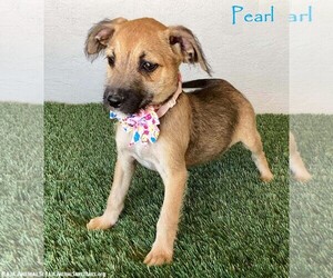 Jack Russell Terrier-Unknown Mix Dogs for adoption in San Diego, CA, USA