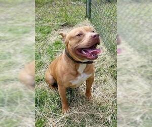 Staffordshire Bull Terrier Dogs for adoption in Ellijay, GA, USA