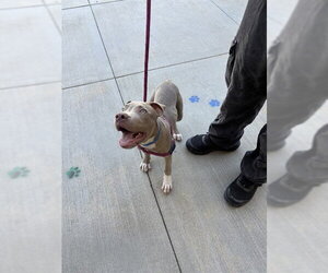 Mutt Dogs for adoption in Riverside, CA, USA