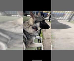 German Shepherd Dog Dogs for adoption in San Antonio, TX, USA
