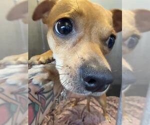Chihuahua-Unknown Mix Dogs for adoption in San Antonio, TX, USA