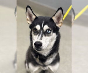 Siberian Husky-Unknown Mix Dogs for adoption in Las Vegas, NV, USA