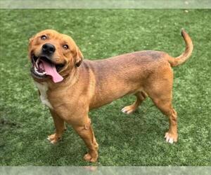 American Pit Bull Terrier-Unknown Mix Dogs for adoption in Moreno Valley, CA, USA