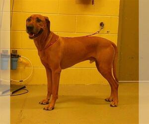 Rhodesian Ridgeback Dogs for adoption in Sanford, FL, USA