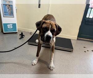 Boxer Dogs for adoption in Pasadena, CA, USA