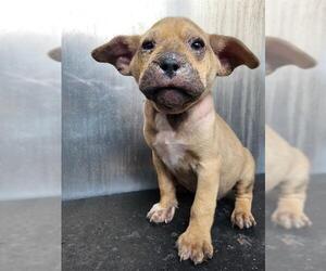 Black Mouth Cur-Unknown Mix Dogs for adoption in San Antonio, TX, USA