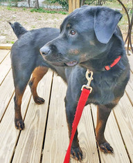 Rottweiler Dogs for adoption in Griffin, GA, USA