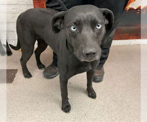 Mutt Dogs for adoption in San Bernardino, CA, USA