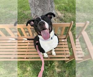 Mutt Dogs for adoption in Center Township, PA, USA