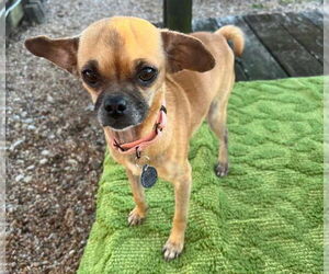 Jack Chi Dogs for adoption in Princeton, MN, USA