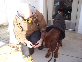 Redbone Coonhound Dogs for adoption in Monterey, VA, USA