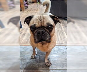 Pug Dogs for adoption in Indianapolis, IN, USA