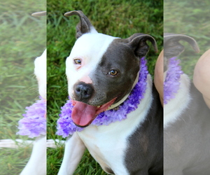 Medium Photo #1 American Pit Bull Terrier-Unknown Mix Puppy For Sale in Bardstown, KY, USA