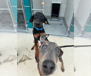 Doberman Pinscher-Unknown Mix Dogs for adoption in Waterford, VA, USA