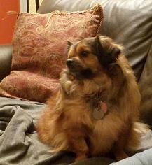 ShiChi Dogs for adoption in Phoenix, AZ, USA
