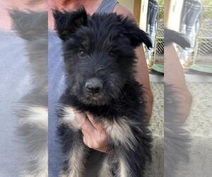 German Shepherd Dog-Unknown Mix Dogs for adoption in Incline Village, NV, USA