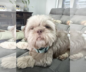 Shih Tzu Dogs for adoption in Dumont, NJ, USA