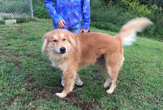 Chow Chow Dogs for adoption in Akron, OH, USA