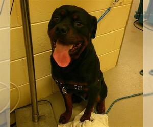 Rottweiler Dogs for adoption in Sanford, FL, USA