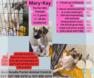 Chihuahua Dogs for adoption in New Orleans, LA, USA