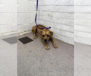 Beagle-Unknown Mix Dogs for adoption in San Bernardino, CA, USA