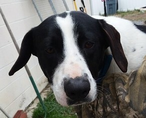 Basset Hound-Unknown Mix Dogs for adoption in Fredericksburg, VA, USA
