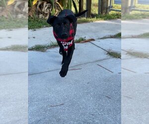 Shepradors Dogs for adoption in West Palm Beach, FL, USA