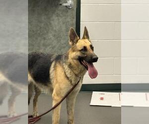 German Shepherd Dog Dogs for adoption in Corpus Christi, TX, USA