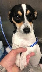 Jack Russell Terrier Rat Terrier Mix Cheap Online