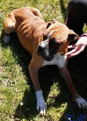 Boxer Dogs for adoption in Morehead, KY, USA