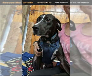 American Pit Bull Terrier-Labrador Retriever Mix Dogs for adoption in Benton, PA, USA