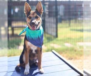 German Shepherd Dog-Unknown Mix Dogs for adoption in San Antonio, TX, USA