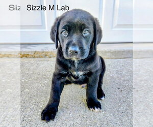 Labrador Retriever Dogs for adoption in Studio City, CA, USA