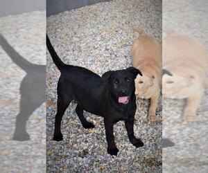 Labrador Retriever Dogs for adoption in Tarboro, NC, USA