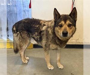 German Shepherd Dog-Unknown Mix Dogs for adoption in Camarillo, CA, USA